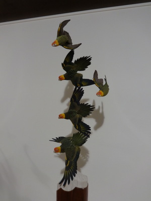 parakeets