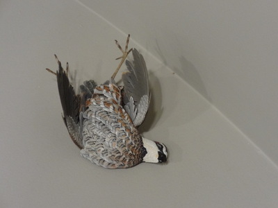 quail
