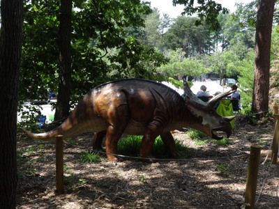 Triceratops