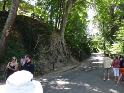 roots