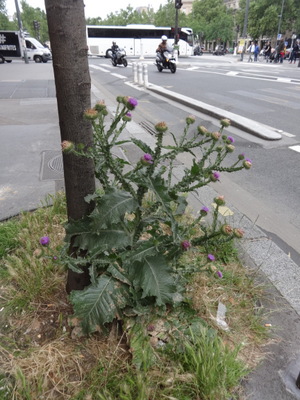 thistle