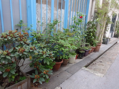 plants