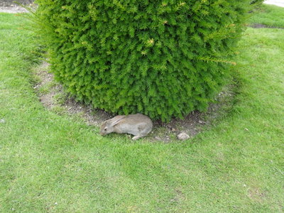 bunny
