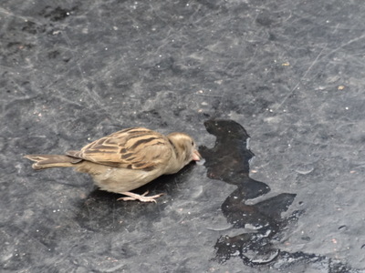 sparrow