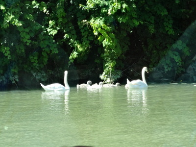 swans