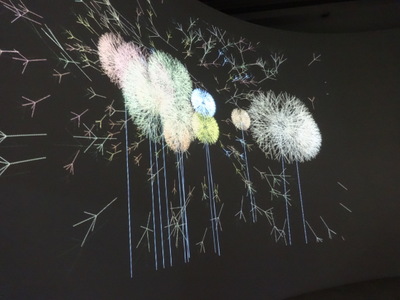 dandelions
