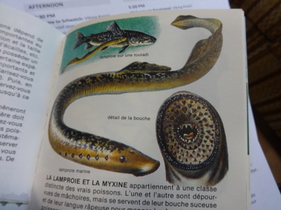 lamprey