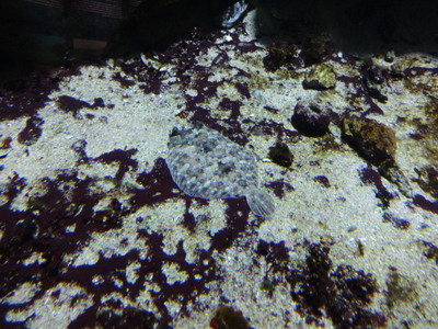 flatfish