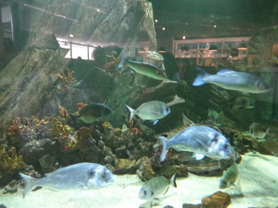 big fish