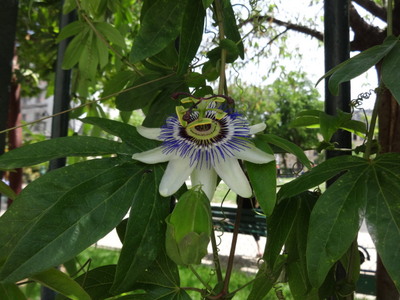 passionflower
