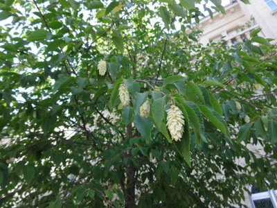 Japanese hornbeam