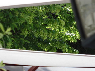 hornbeam