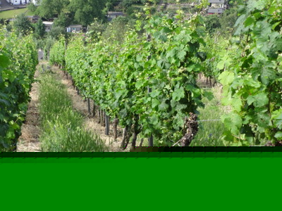 vines