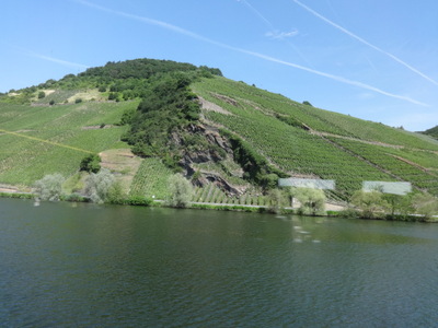 vineyards