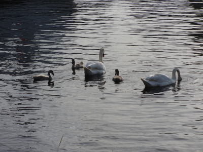 swans