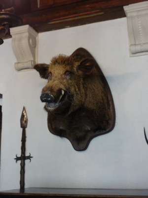 boar