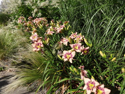 lilies