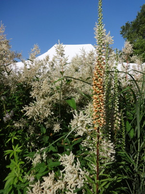 astilbe