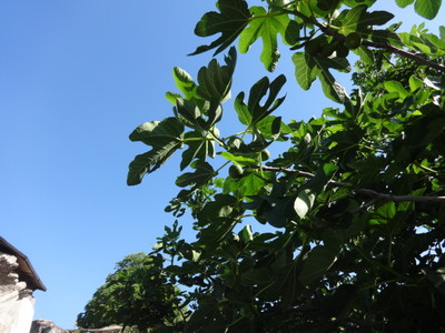 fig