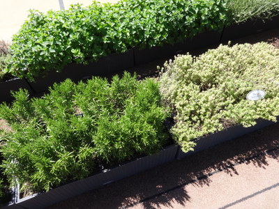 herbs
