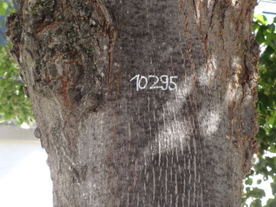 tree