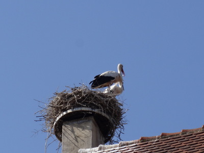 storks