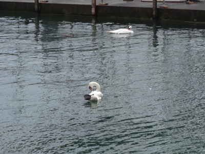 swans