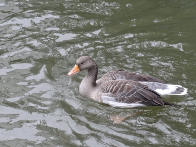 goose