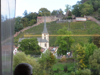 vines
