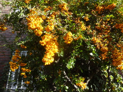 pyracantha