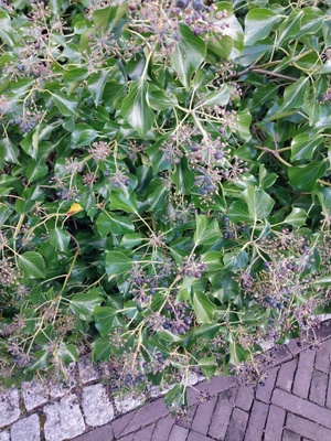 ivy