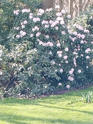 rhody