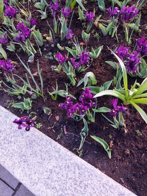 irises