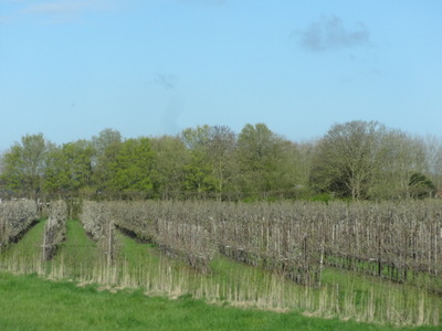 orchard
