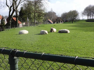 sheep