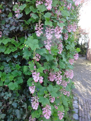 currant