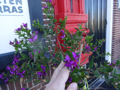 Leucophyllum