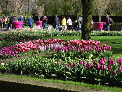 tulip beds
