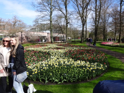 tulip beds
