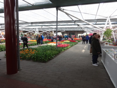 tulips