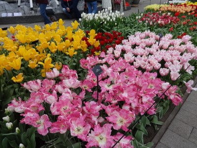 tulips