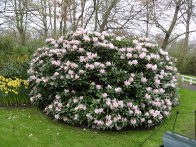 Rhody