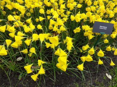 daffs