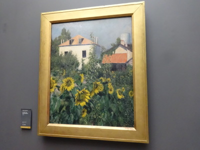 sunflowers