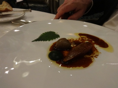 pigeon