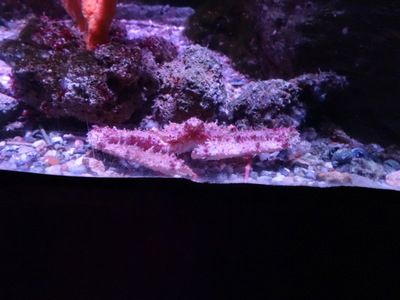 crab