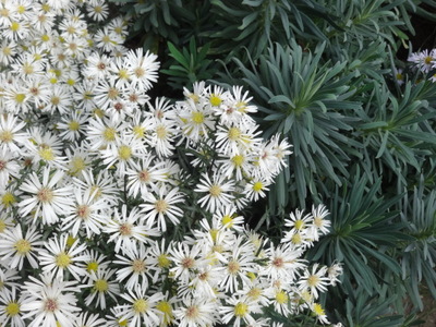 aster