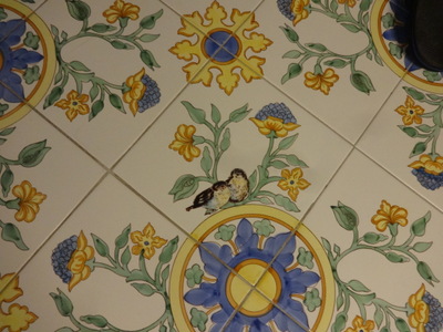 birds