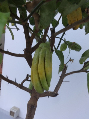 citrus