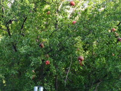 pomegranate